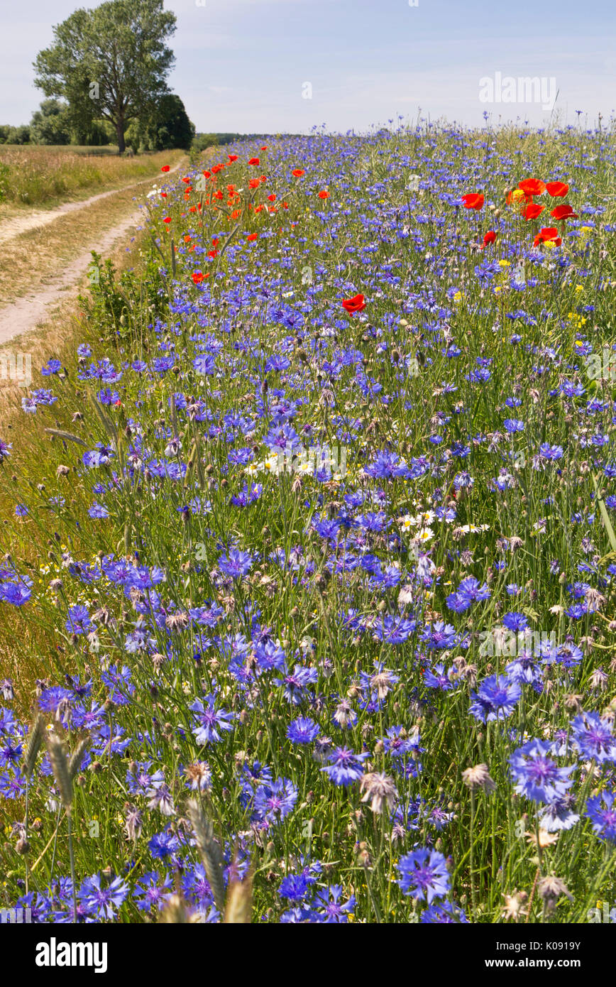 Kornblume (Centaurea cyanus), oxeye Daisy (Leucanthemum vulgare) und Mais Mohn (Papaver rhoeas) Stockfoto