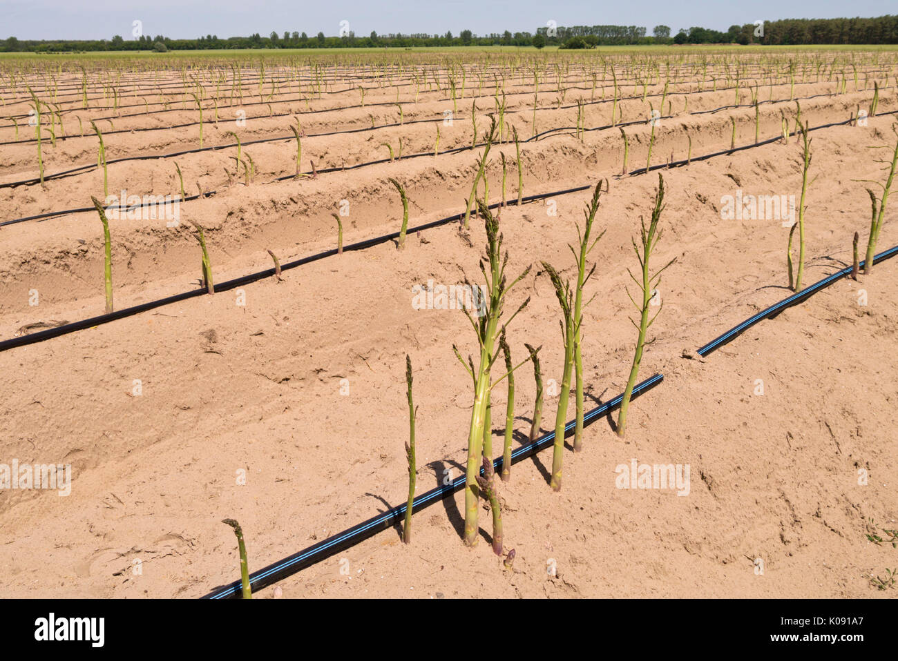 Spargel officinalis Stockfoto
