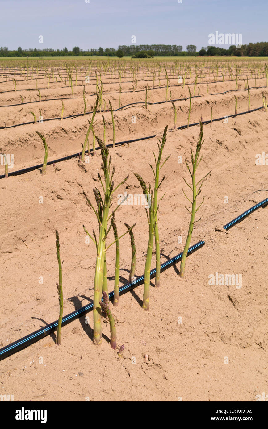 Spargel officinalis Stockfoto