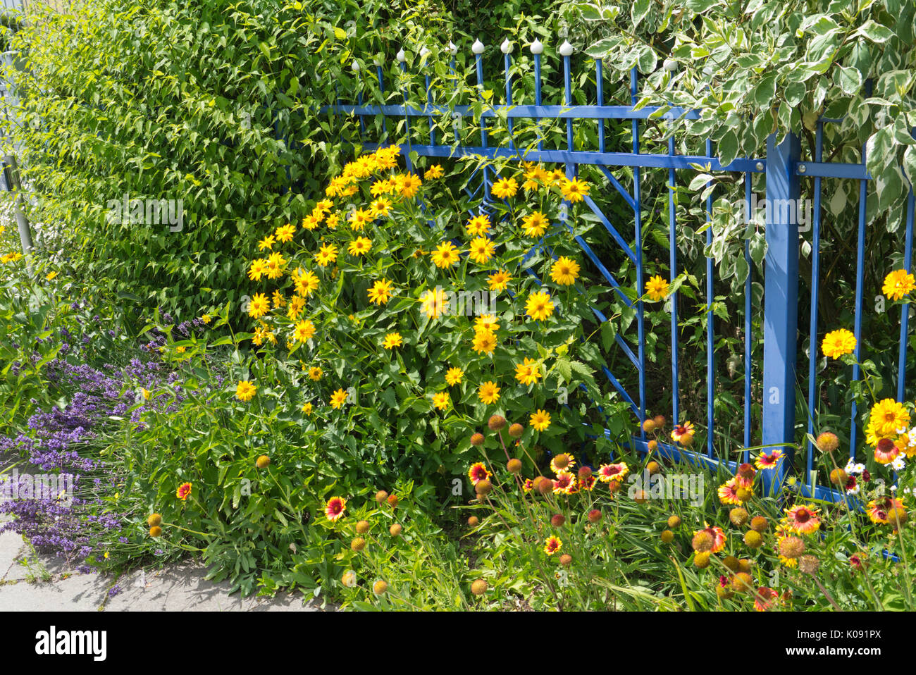 Lavendel (Lavandula angustifolia), falsche Sonnenblume (heliopsis helianthoides) und große Decke Blume (Gaillardia aristata) zu einem Blue Garden Stockfoto