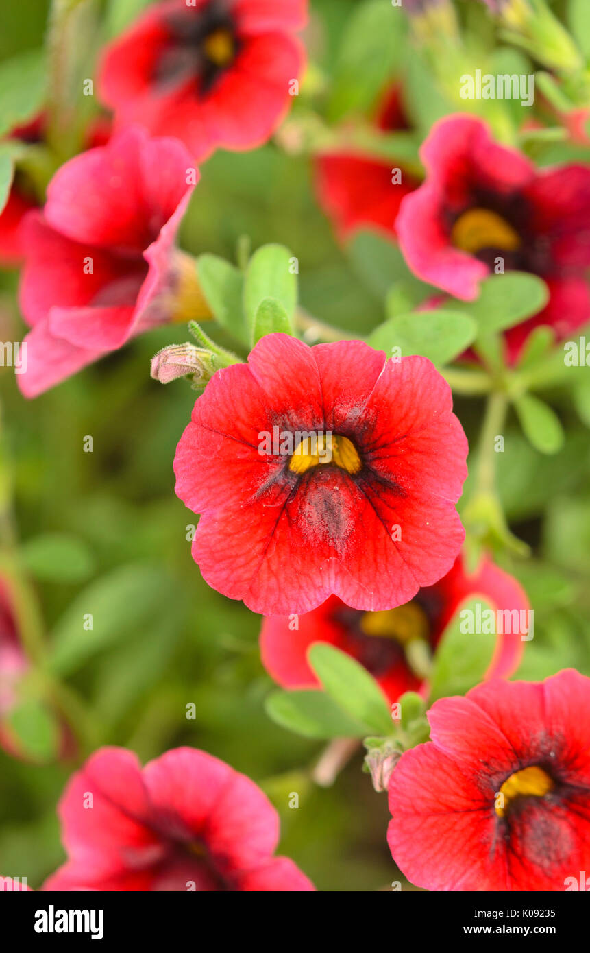 Calibrachoa superbells Granatapfel Punch Stockfoto