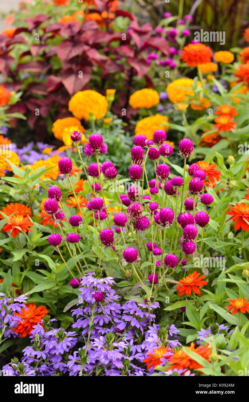Globus Amaranth (gomphrena Nana' Purple'), Zinnia (Zinnia marylandica 'Double Zahara de los Atunes Feuer") und Lüfter - Blume (scaevola) Stockfoto