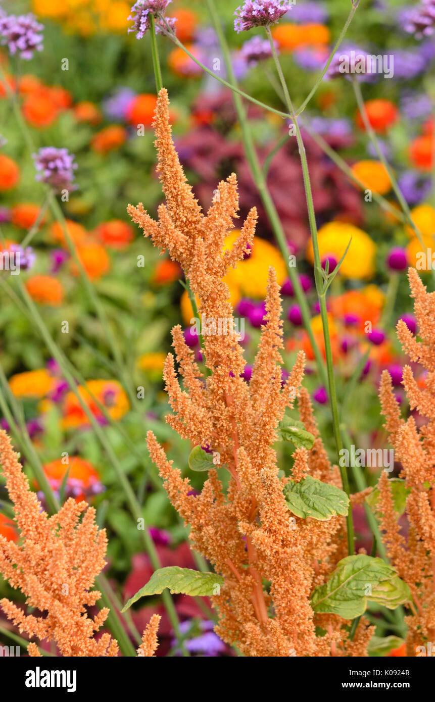 Roten Fuchsschwanz (Amaranthus cruentus' hot Biscuits") Stockfoto