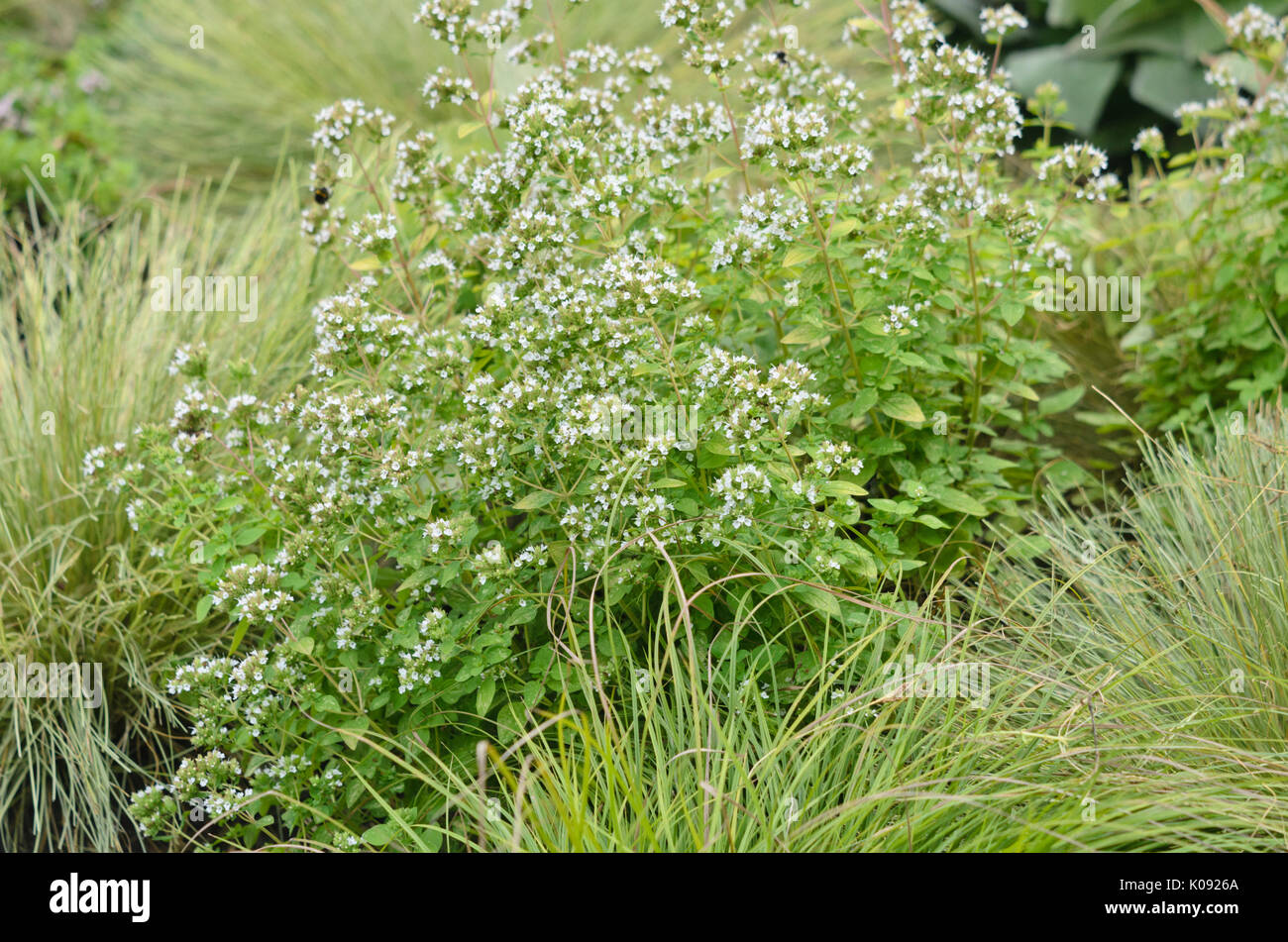 Griechischer Oregano (Origanum vulgare 'thumbles Vielfalt') Stockfoto