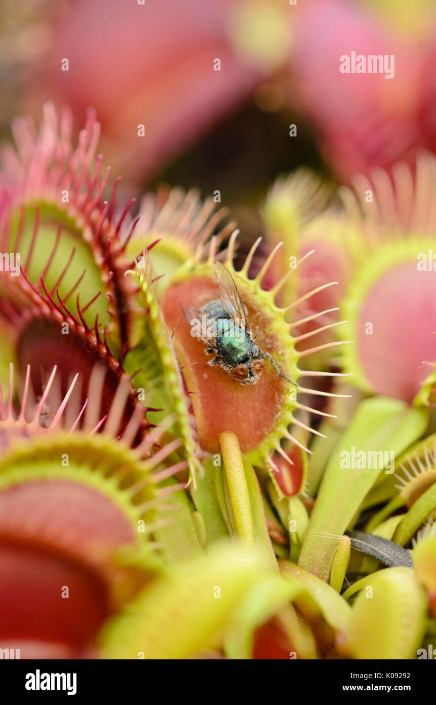Venusfliegenfalle (Dionaea muscipula) Stockfoto