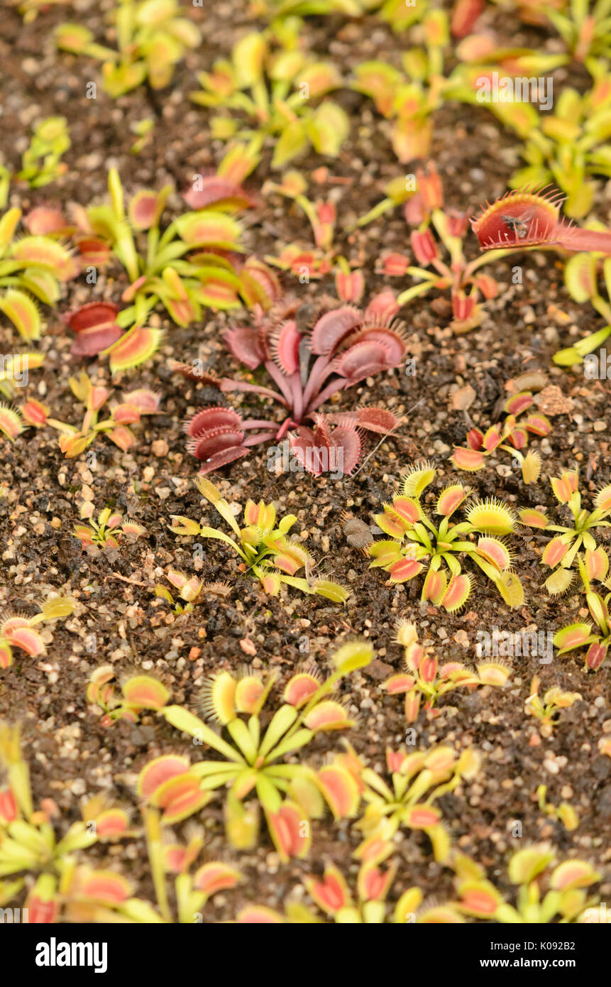 Venusfliegenfalle (Dionaea muscipula) Stockfoto