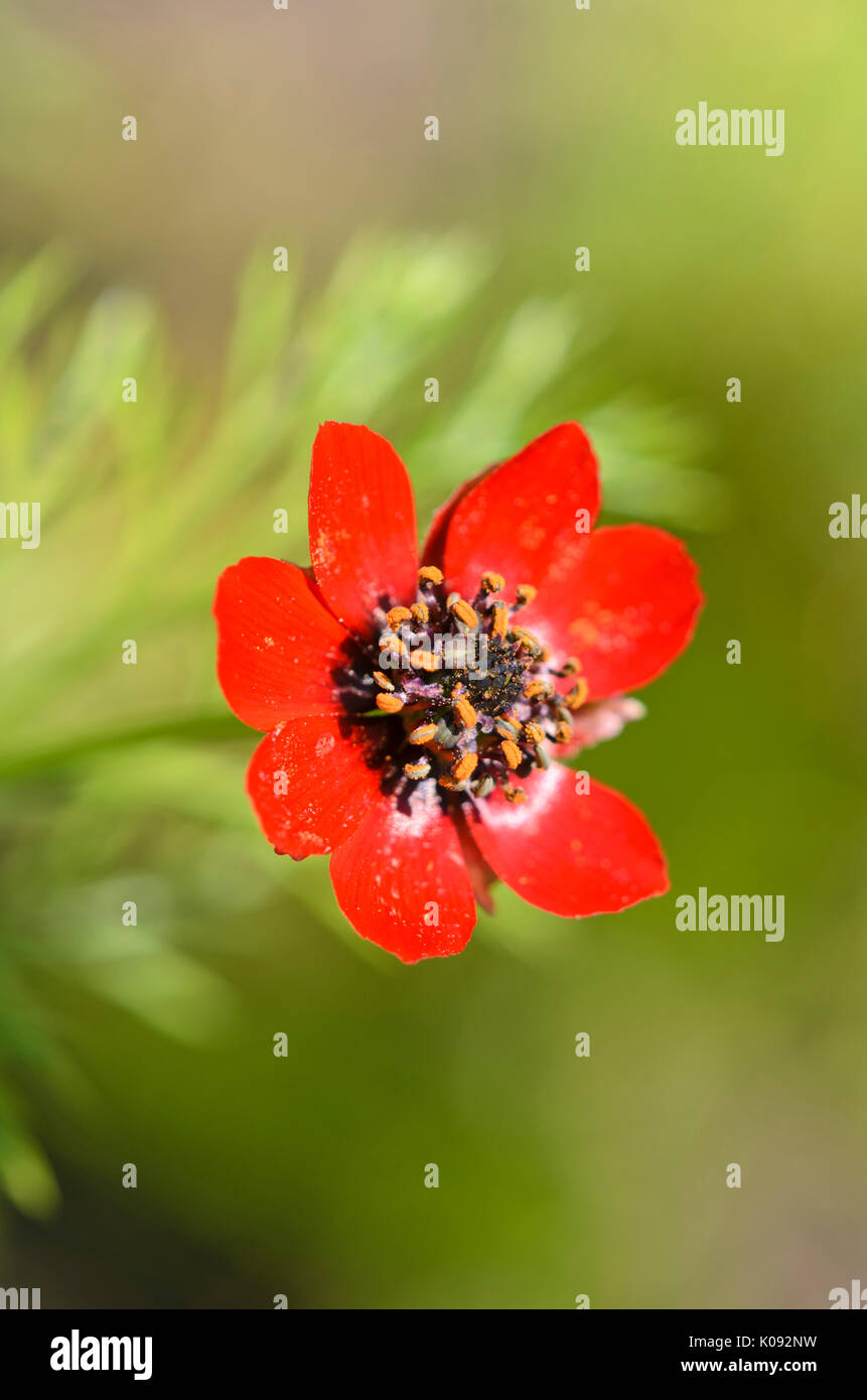 Der Herbst Fasan Auge (Adonis annua) Stockfoto