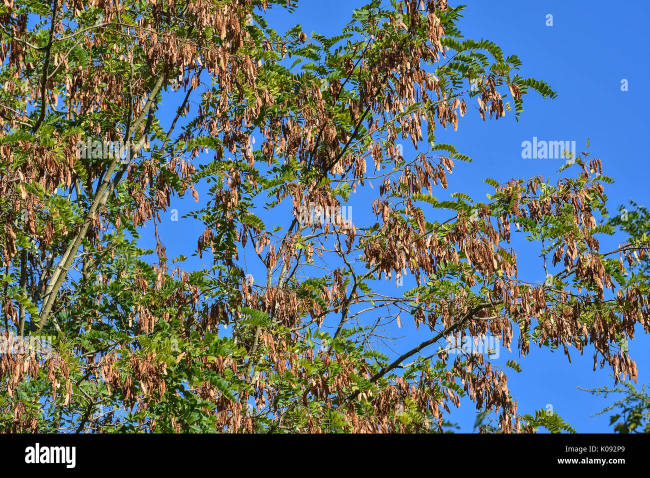 Falsche Akazie (Robinia pseudoacacia) Samen. Stockfoto