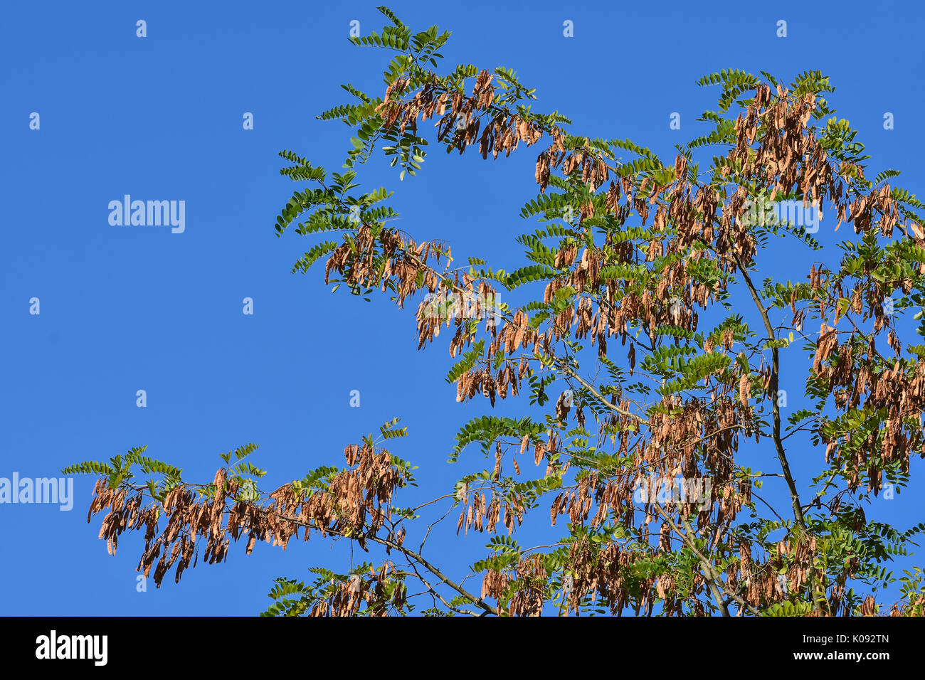 Falsche Akazie (Robinia pseudoacacia) Samen. Stockfoto