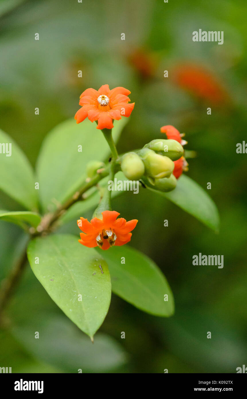 Jacquinia aurantiaca Stockfoto