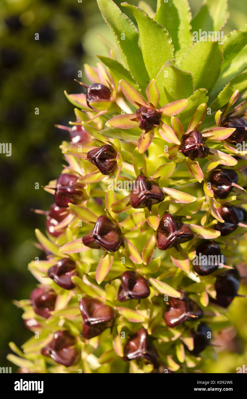 Ananas Blume (eucomis comosa) Stockfoto