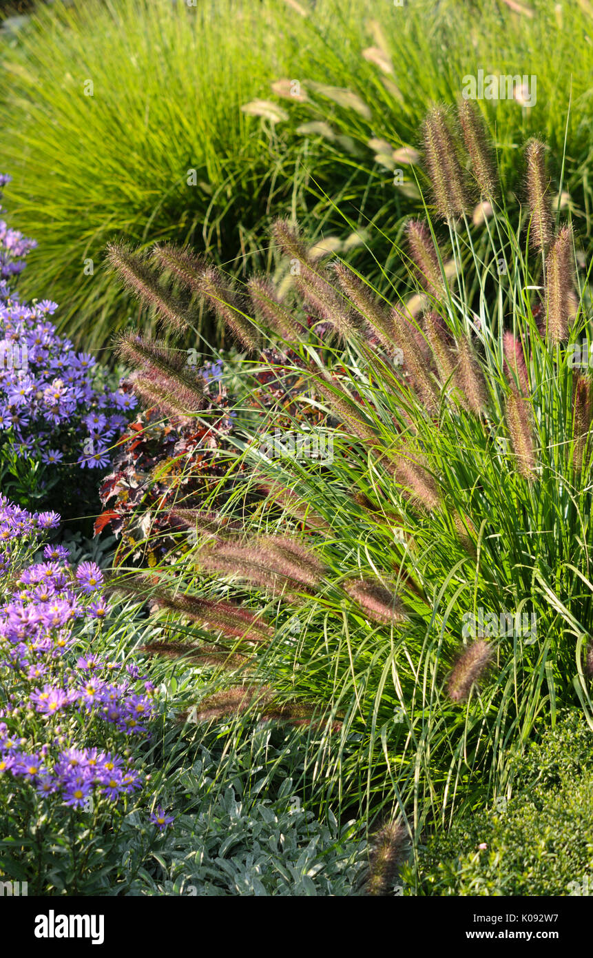 Zwerg Brunnen Gras (Pennisetum alopecuroides 'Hameln') Stockfoto