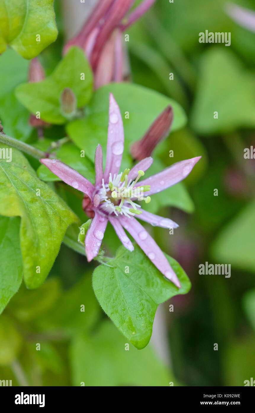 Blut rote Passionsblume (passiflora sanguinolenta) Stockfoto