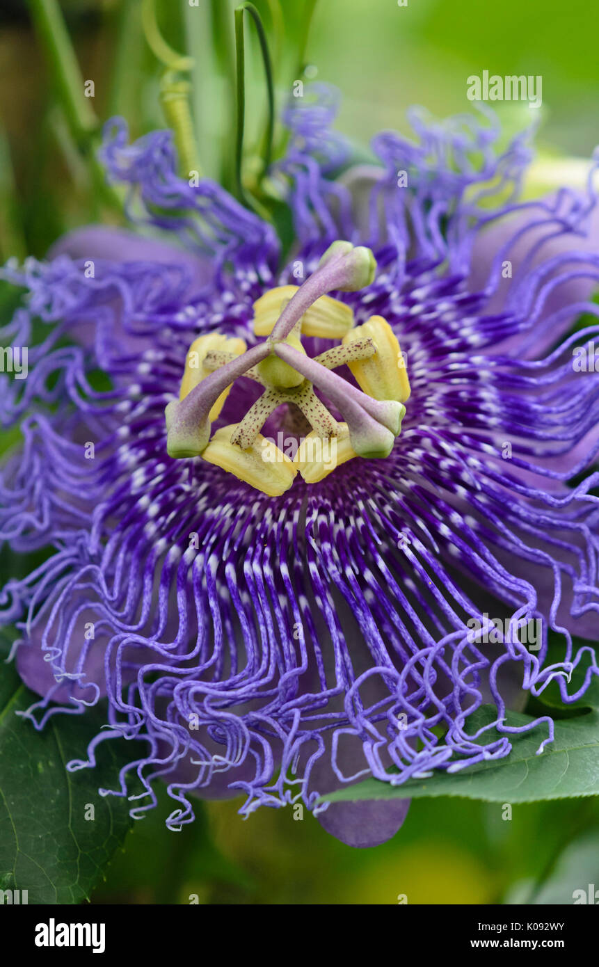 Passionsblume (passiflora Versuchung) Stockfoto