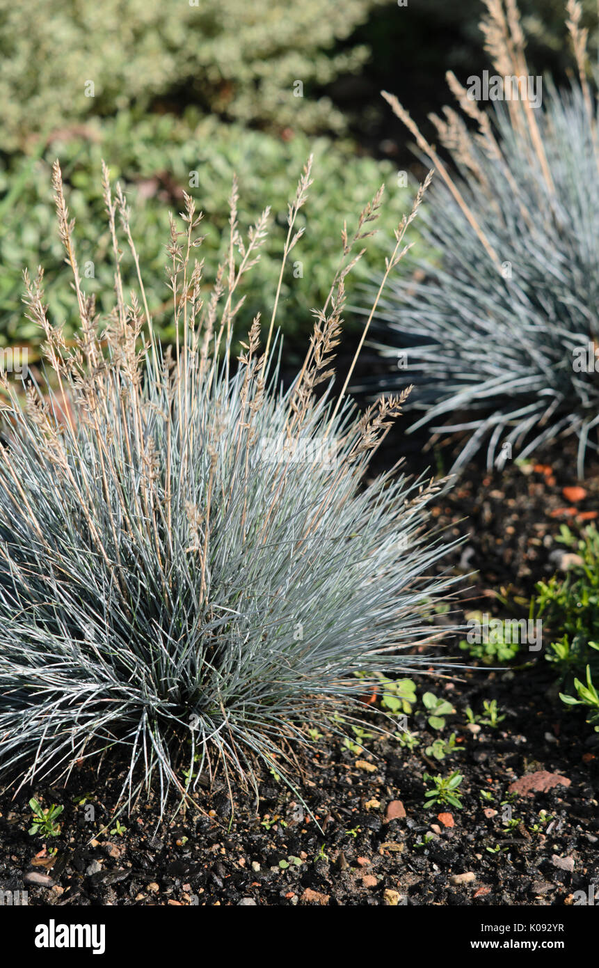 Schwingel festuca glauca Fotos und Bildmaterial in hoher Auflösung