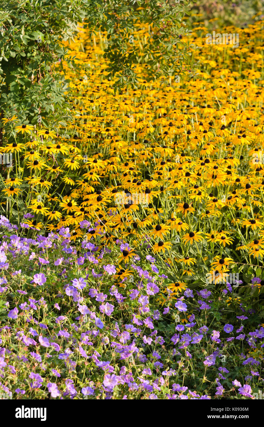 Orange kegel Blüte (Rudbeckia fulgida) und cranesbills (Geranien) Stockfoto