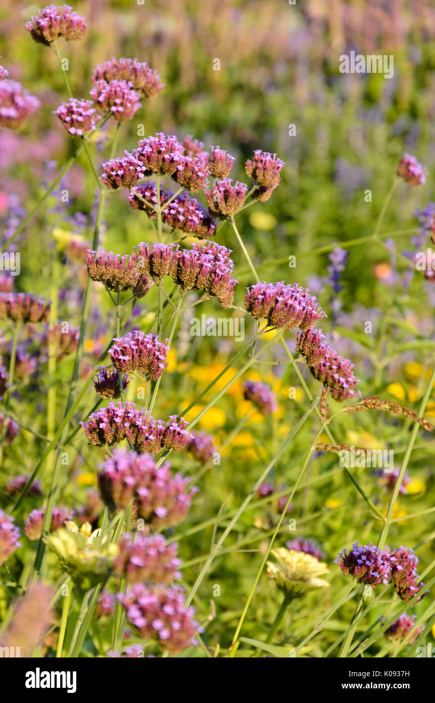 Purpletop Vervain (verbena Bonariensis) Stockfoto