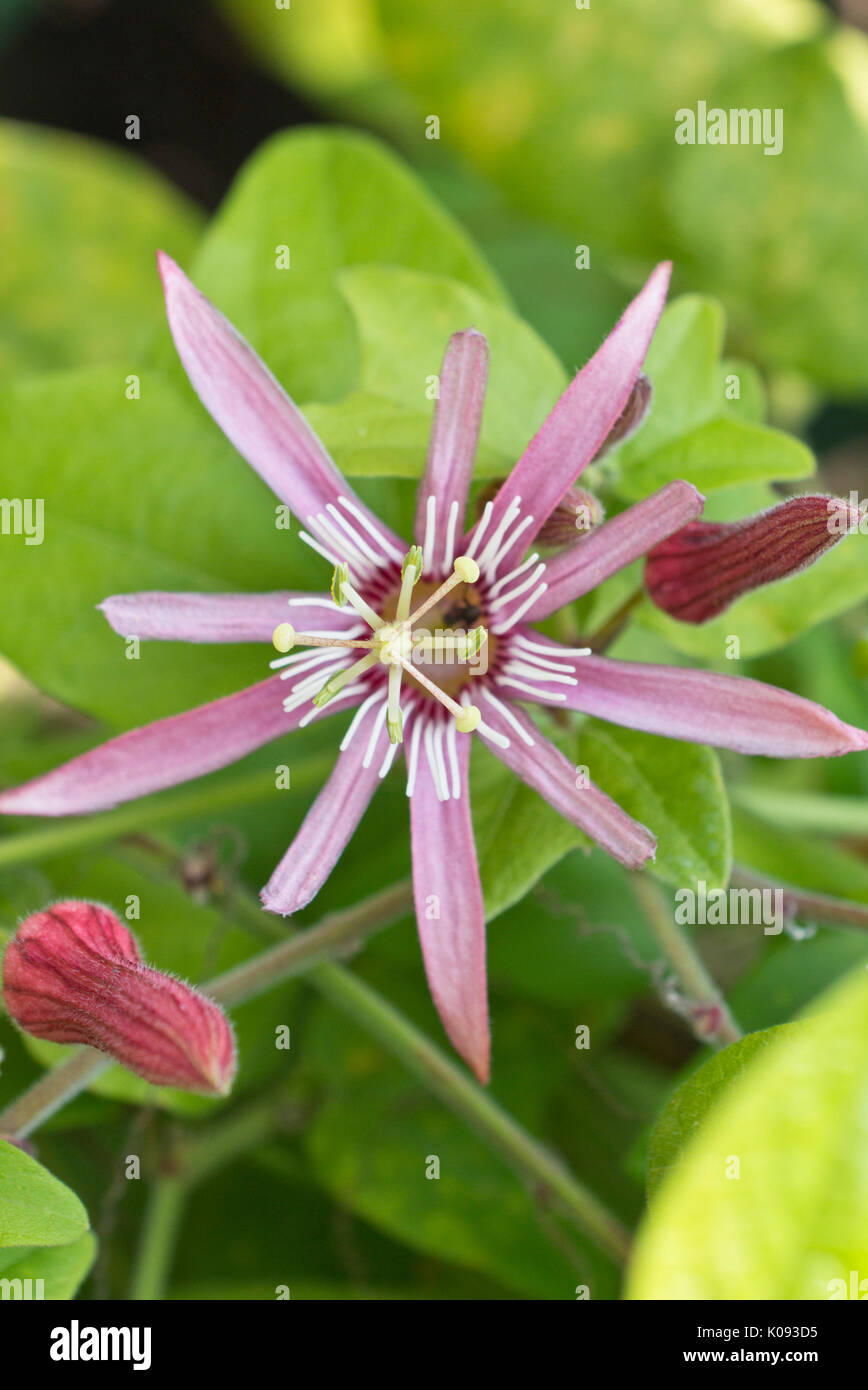 Blut rote Passionsblume (passiflora sanguinolenta) Stockfoto