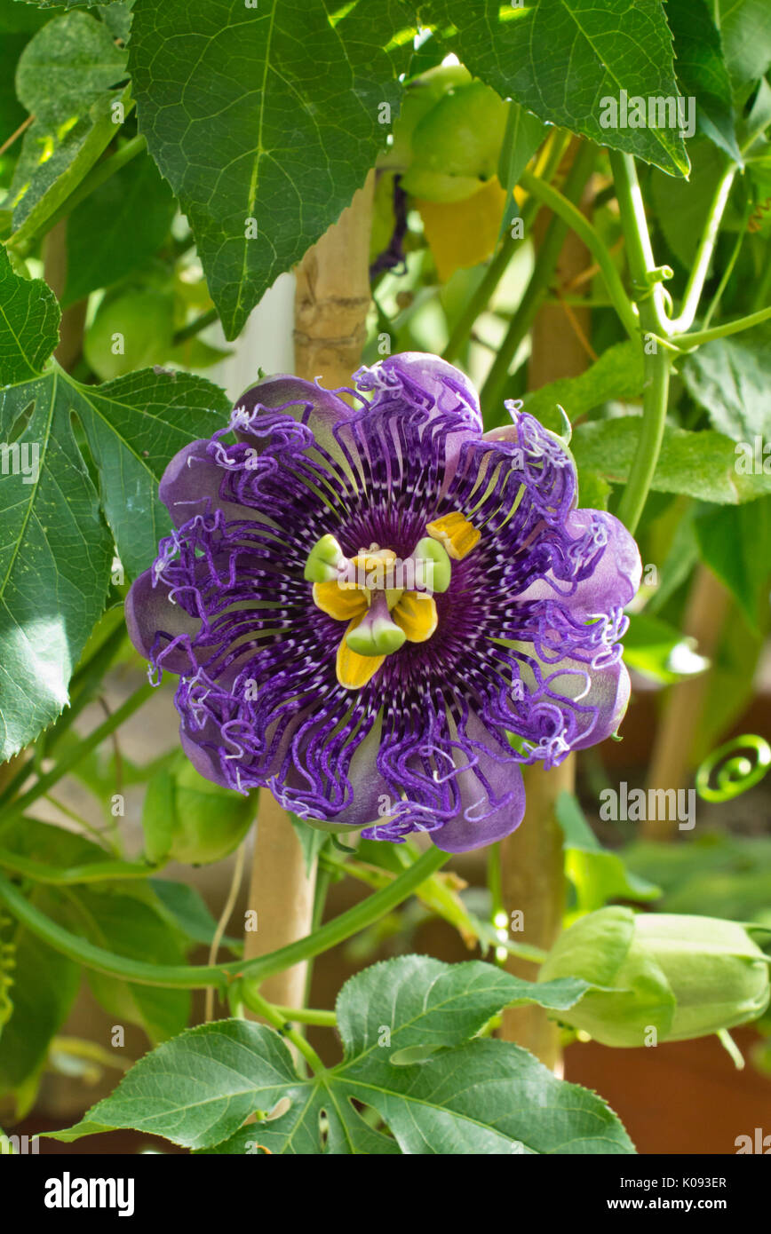 Passionsblume (passiflora Versuchung) Stockfoto