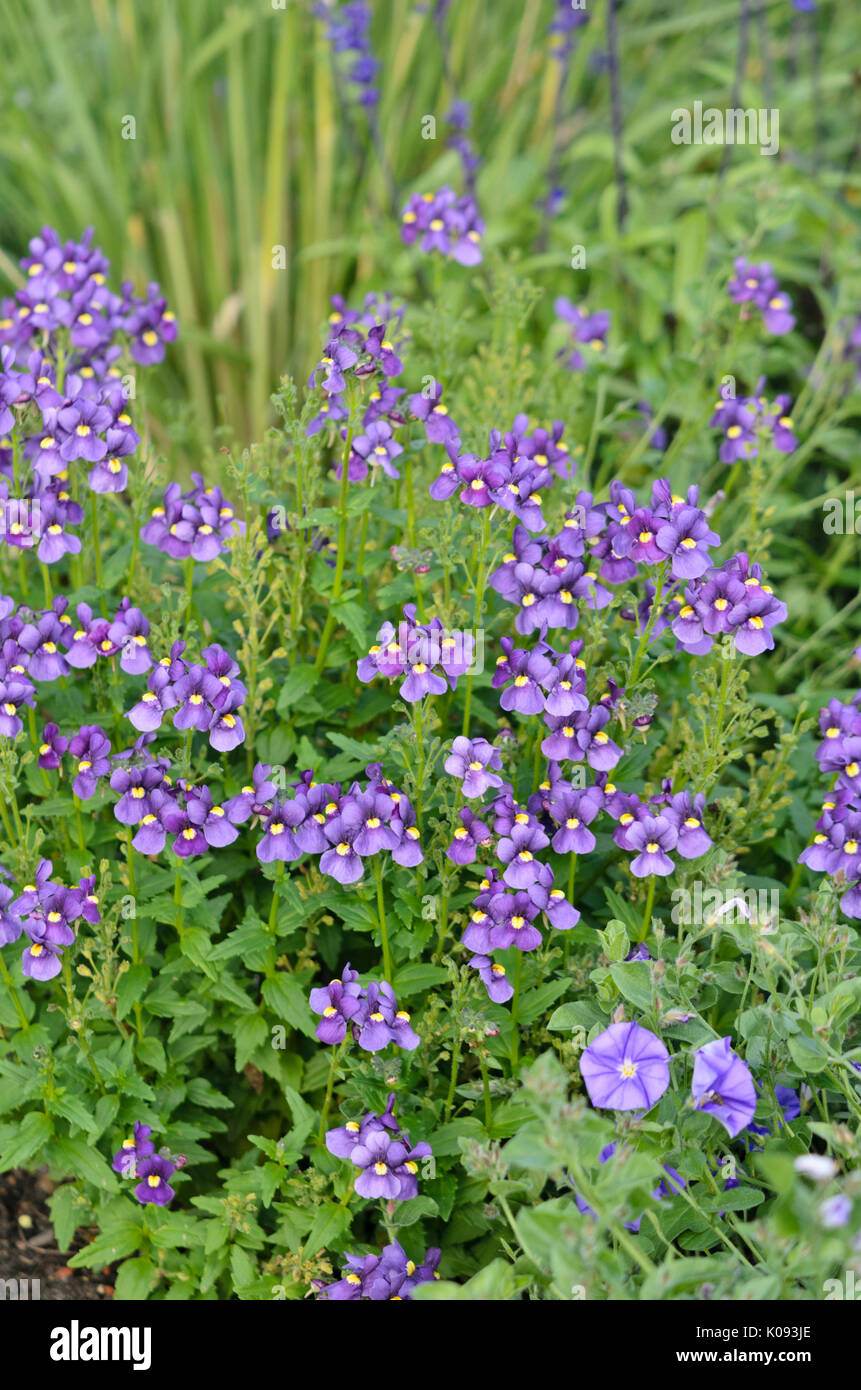 Nemesia karoo Dunkelblau Stockfoto