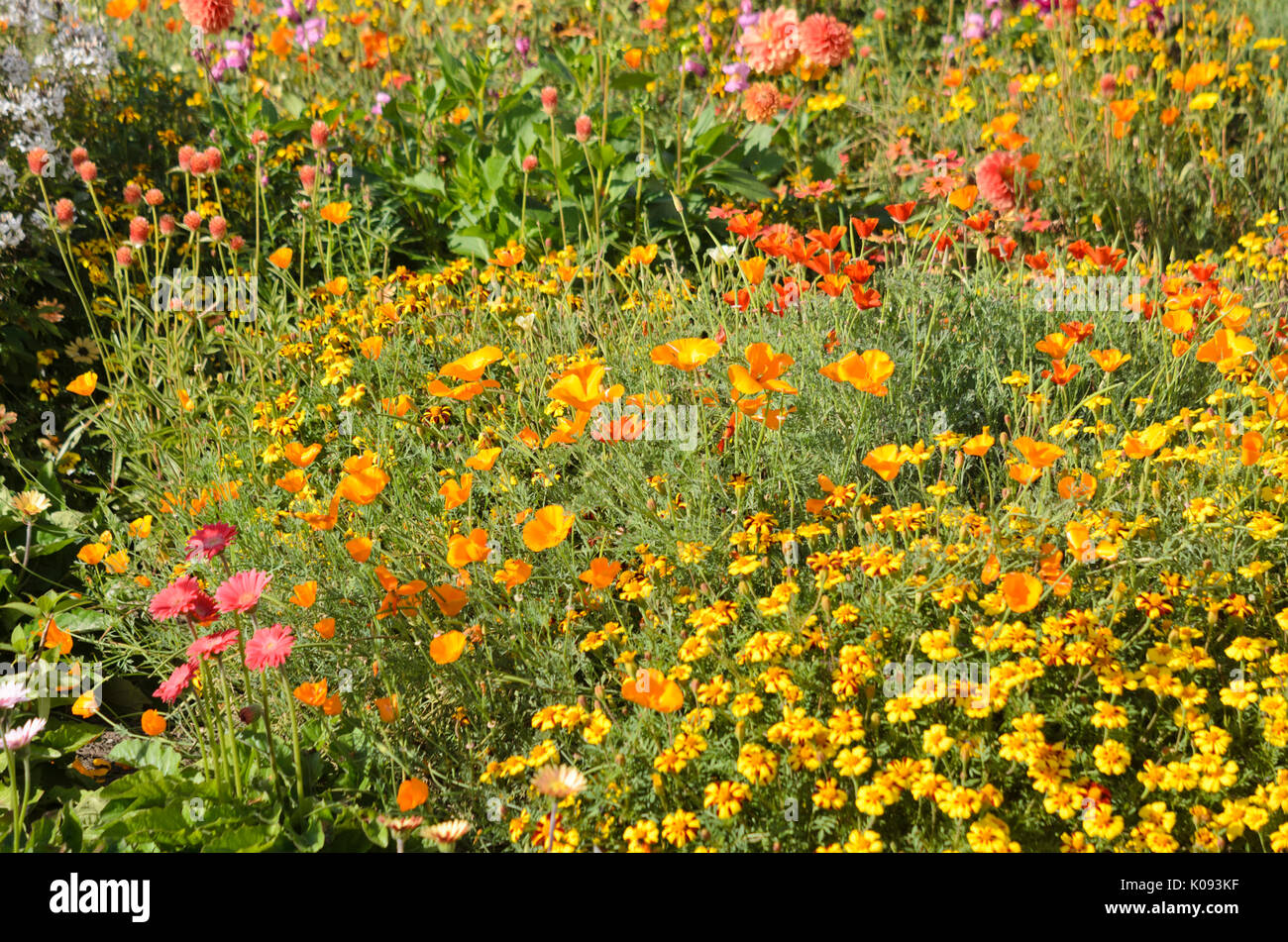 Kalifornischer Mohn (Eschscholzia californica) und Sammetblume (Tagetes) Stockfoto