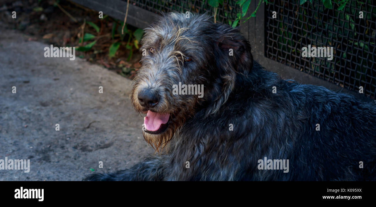 Home Tiere lieben Konzept Stockfoto