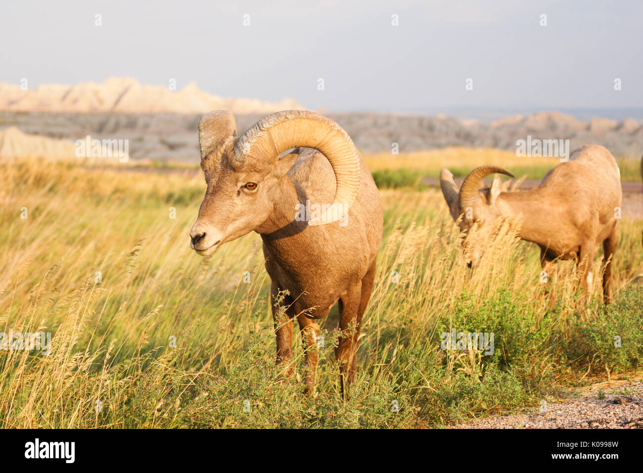 Ein grosses Spiel Tier Bighorn Schafe steht Beweidung mit Mate Stockfoto