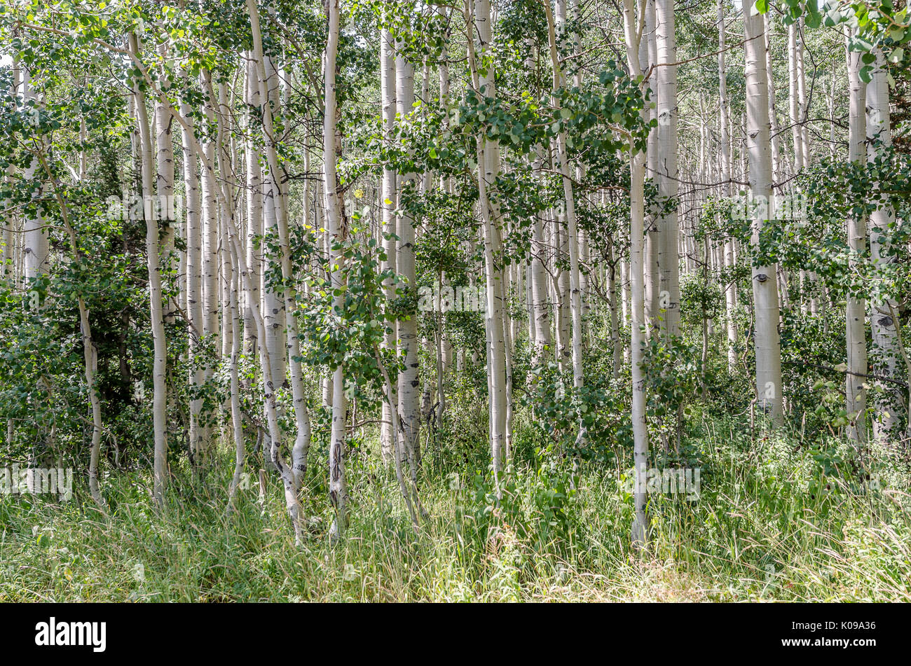 Sonnenlicht durch ein Wäldchen oder Stand der Beben Aspen (Populus tremuloides) Highlights ihre schönen weißen Rinde und schwarze Narben Stockfoto