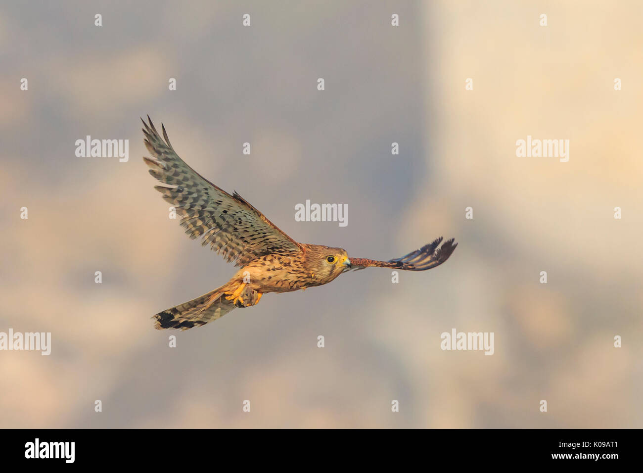 Weiblichen Turmfalken (Falco tinnunculus) im Flug mit tote Maus Stockfoto