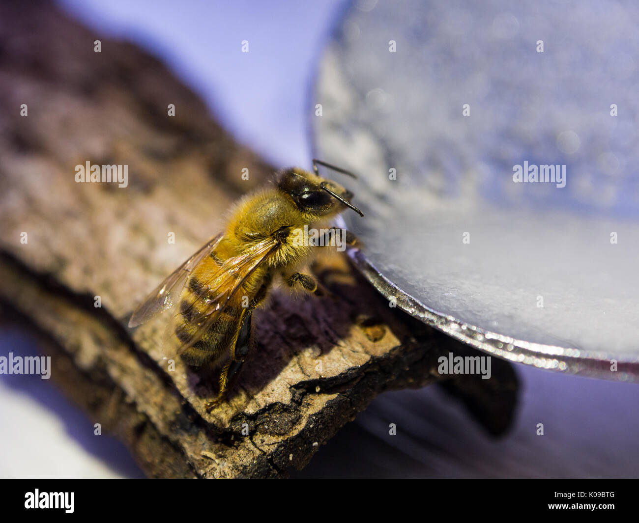 Eine Honigbiene Getränke ein Zucker und Wasser Mischung aus einem Löffel nach gefunden, die auf dem Boden erschöpft Stockfoto