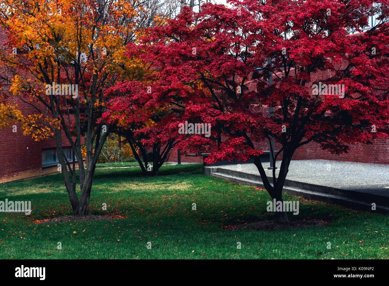 Bäume mit herbstlichen Blätter in Rot und Orange sitzen vor der Mattin Center, undergraduate Center der Johns Hopkins University für die Künste auf dem Homewood Campus in Baltimore, Maryland, 2016. Mit freundlicher Genehmigung von Eric Chen. Stockfoto