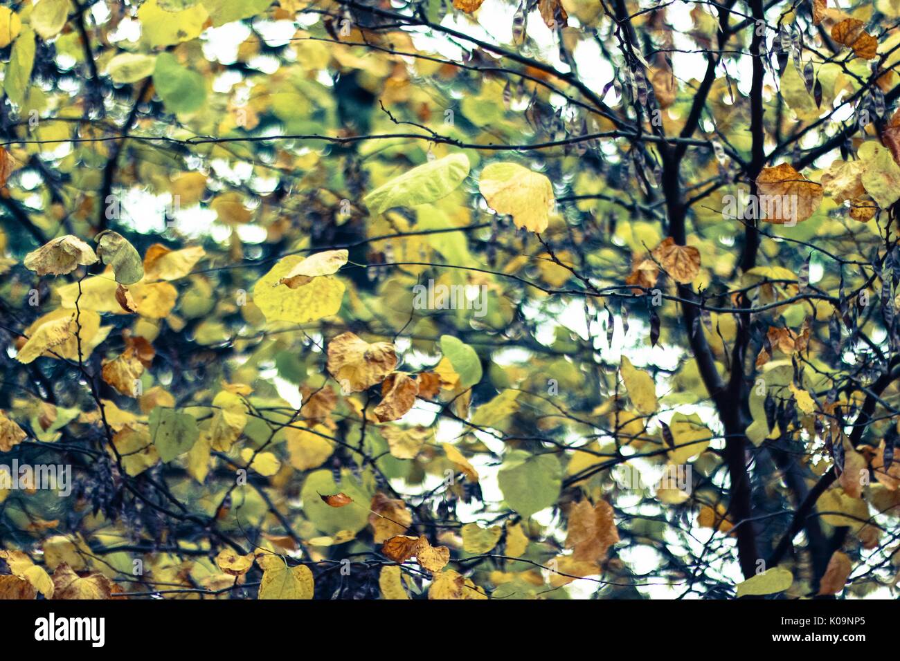 Grün und Gelb Herbstliche Blätter an einem Baum, der am Eingang Ost der Homewood Campus von der Johns Hopkins University in Baltimore, Maryland, 2015. Mit freundlicher Genehmigung von Eric Chen. Stockfoto