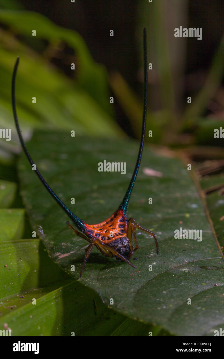 Schöne Spinne lange Horn Orb Weber am Blatt. Macracantha arcuata gekrümmte stacheligen Spider Stockfoto