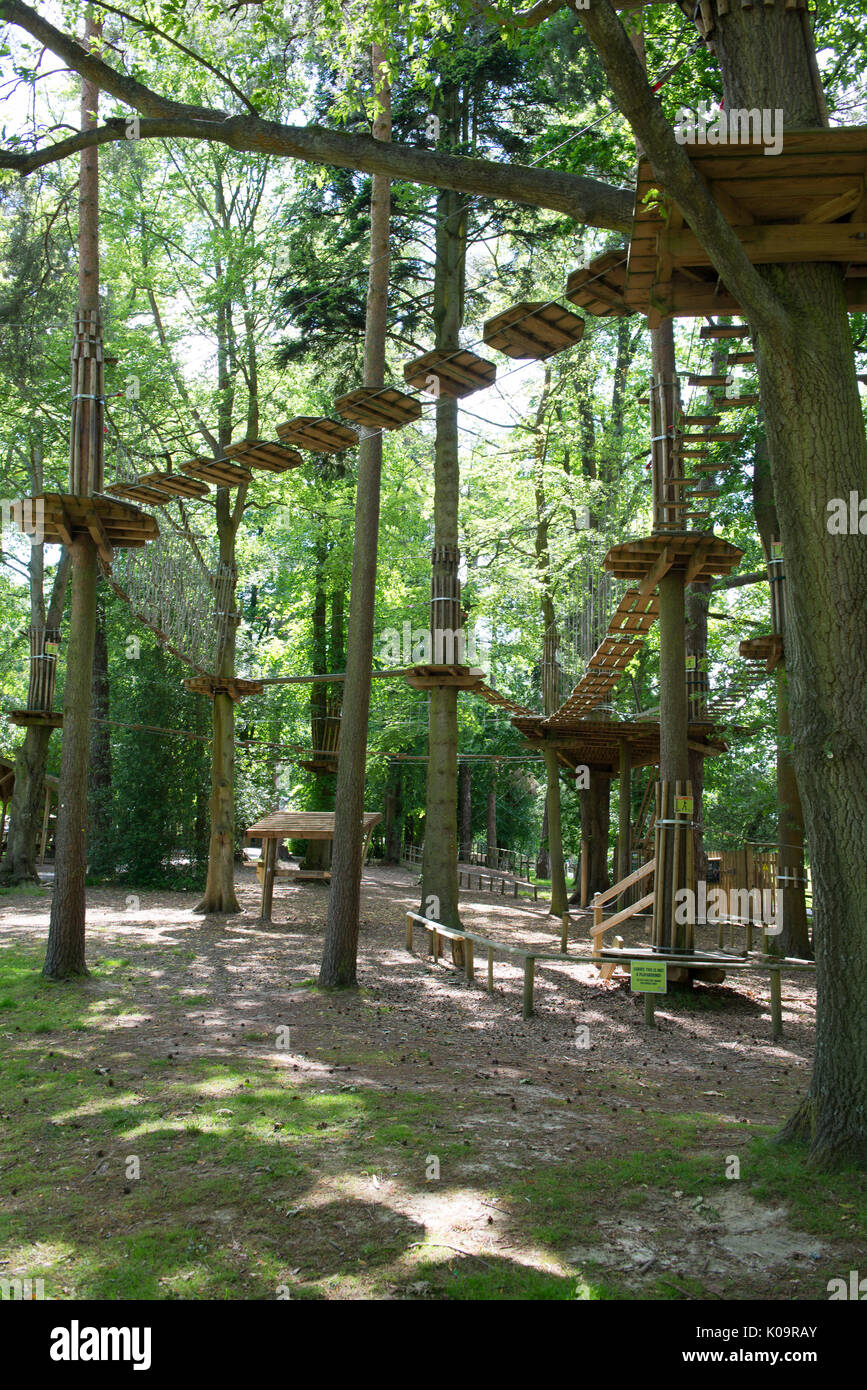 Antenne Gehwege aufgereiht zwischen den Pinien in Tilgate Park in Crawley, West Sussex, England, Großbritannien Stockfoto