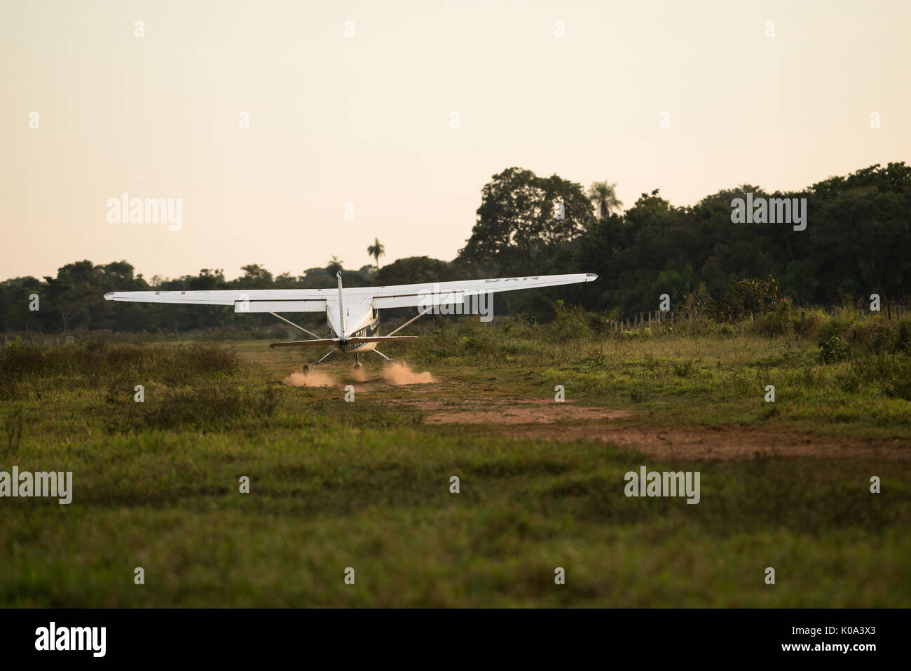 Cessna 175 Landung auf einem schmutzigen Landebahn im Pantanal in Brasilien Stockfoto