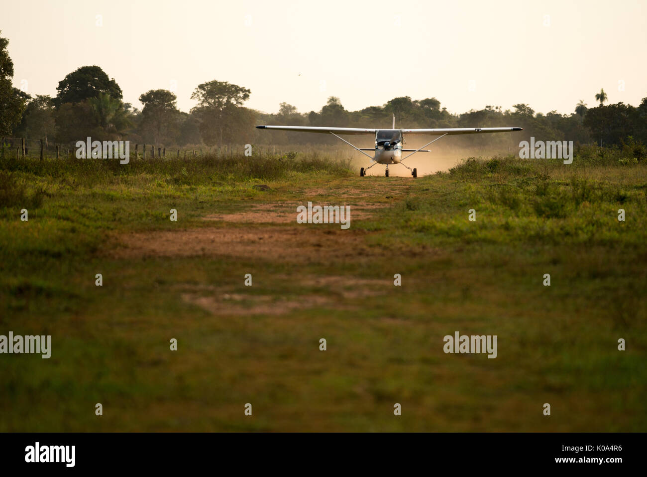 Cessna 175 Landung auf einem schmutzigen Landebahn im Pantanal in Brasilien Stockfoto
