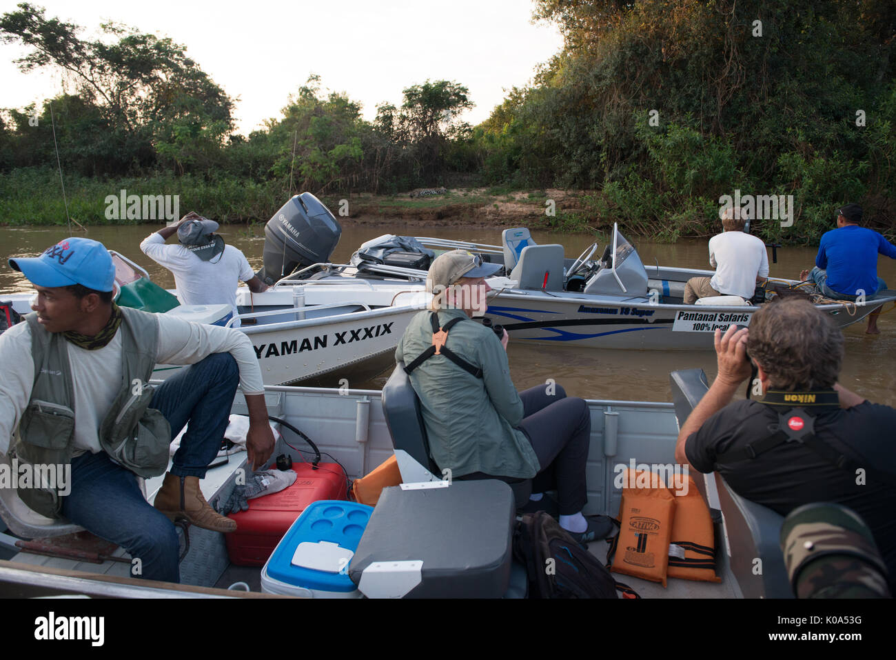 Boote mit Touristen sammeln ein Jaguar an einem Flussufer zu sehen Stockfoto