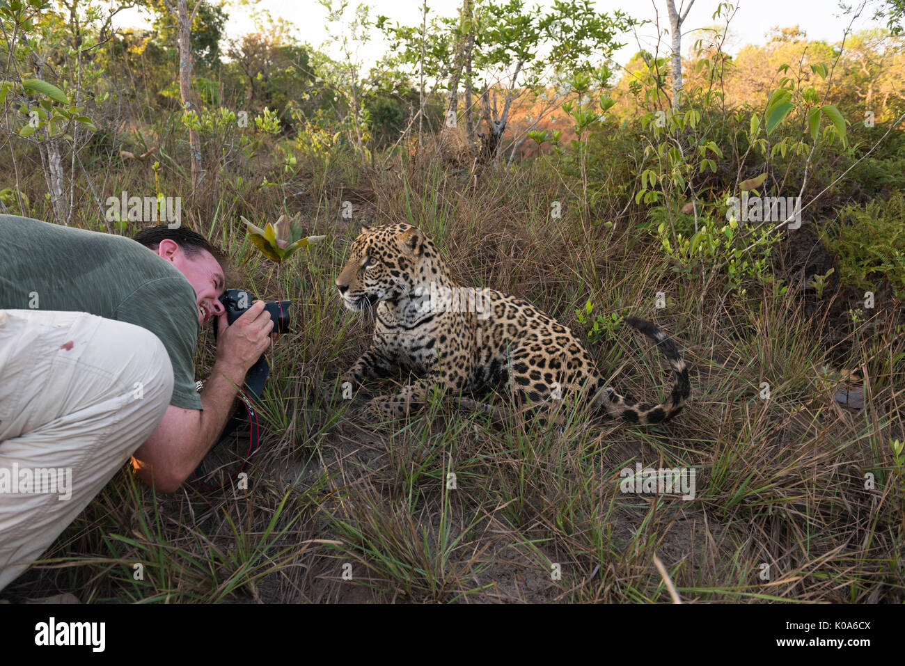 Ein Fotograf shooting ein Captive Jaguar aus unmittelbarer Nähe Stockfoto