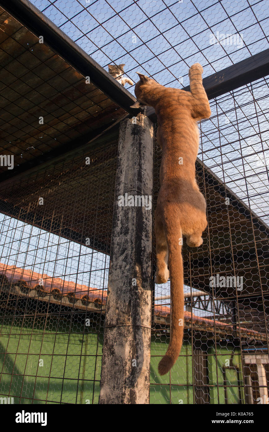 Eine captive Puma spielt mit einer Hauskatze auf der Außenseite eines Gehäuses Stockfoto