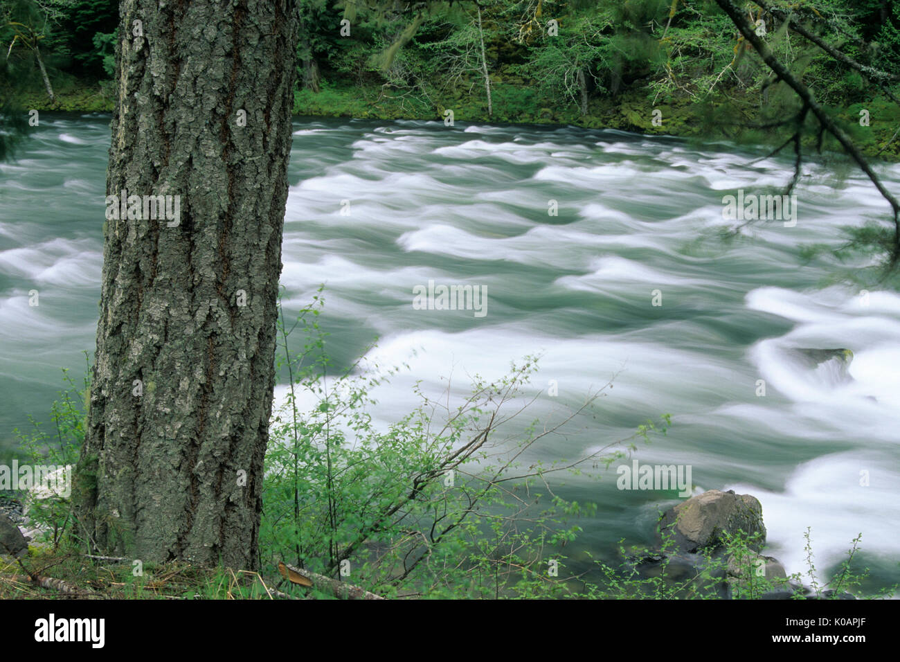 Clackamas Wild and Scenic River, Mt. Hood National Forest, Oregon Stockfoto