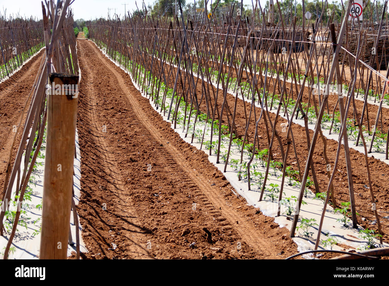 Tomatenpflanzen auf einem Carnarvon Obstgarten, Carnarvon, Gascoyne, Western Australia Stockfoto