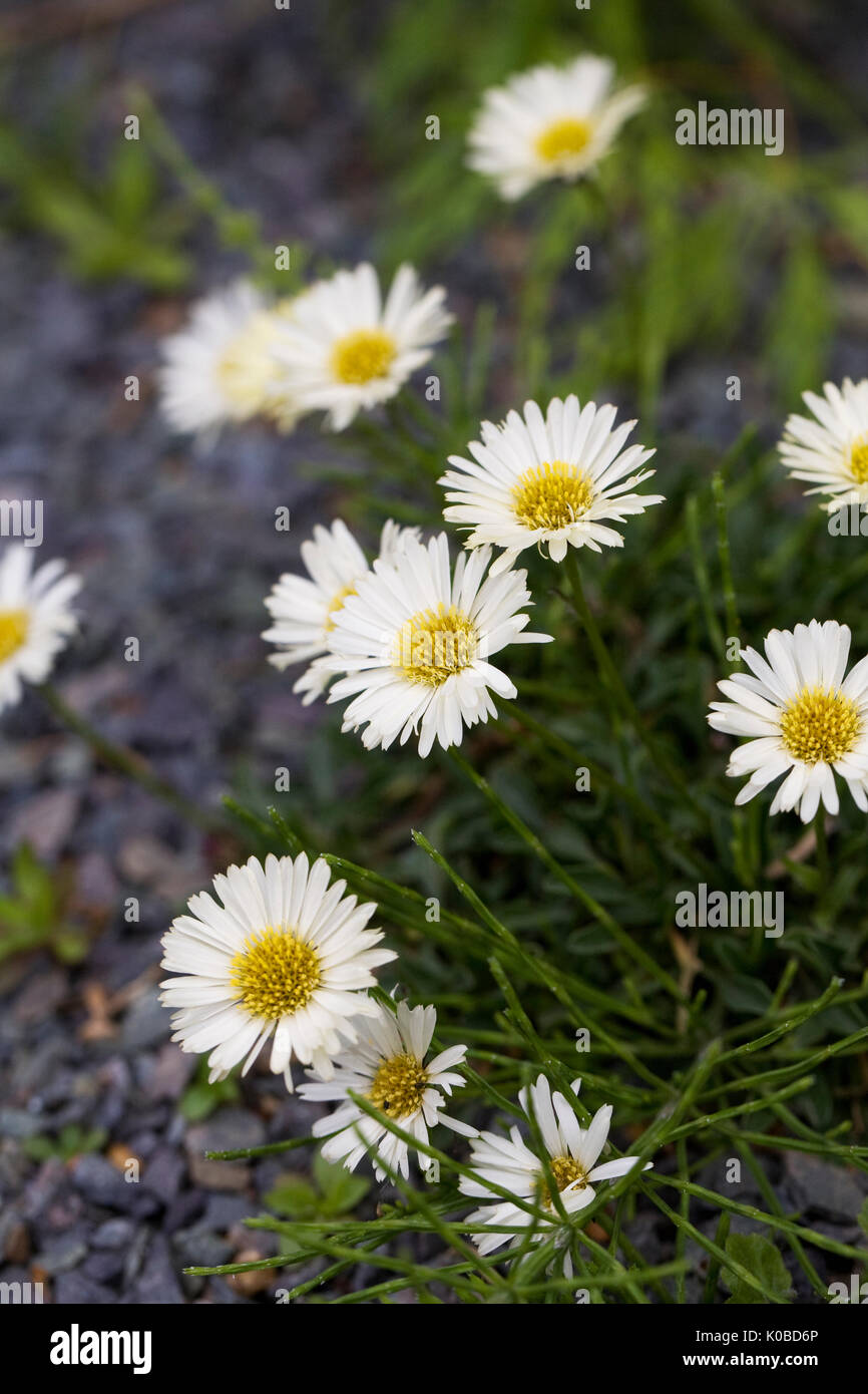 Erigeron aureus' Canary Bird' Blumen im Frühling. Stockfoto