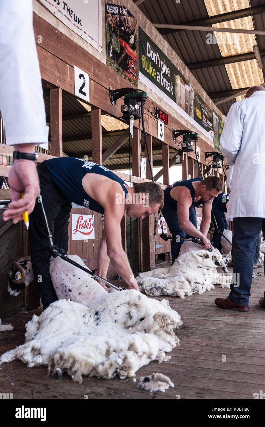 Schafe scheren Wettbewerb bei der Great Yorkshire Show 2017 Stockfoto