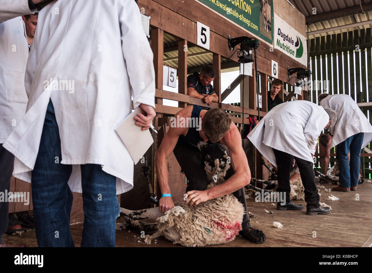 Schafe scheren Wettbewerb bei der Great Yorkshire Show 2017 Stockfoto