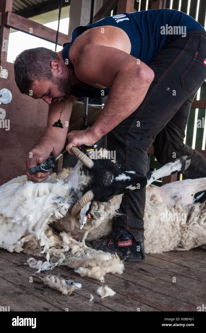 Matt Smith Schafe scheren am Großen Yorkshire Show 2017 Stockfoto