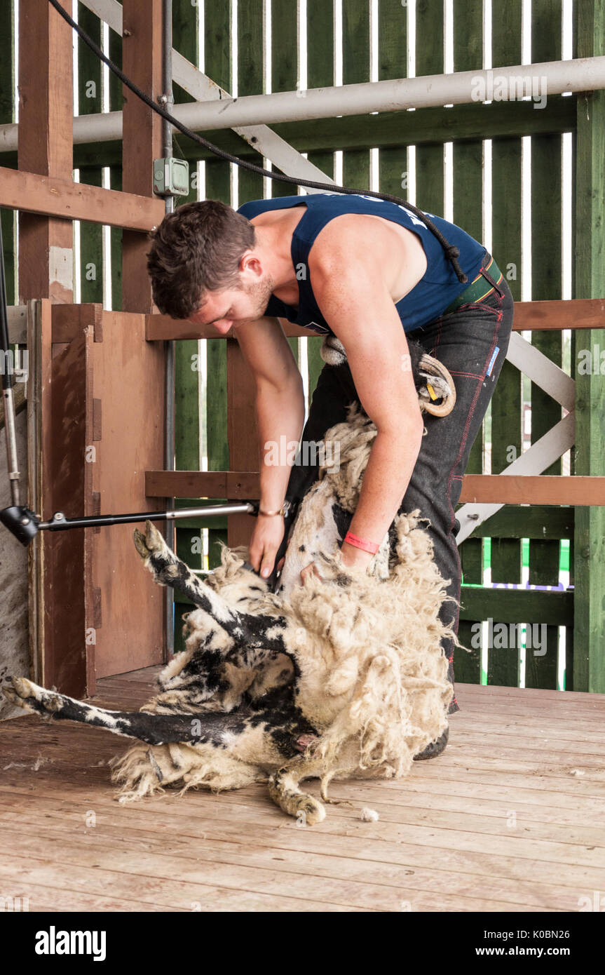 Junior Schafe Scherer bei der Great Yorkshire Show 2017 Stockfoto