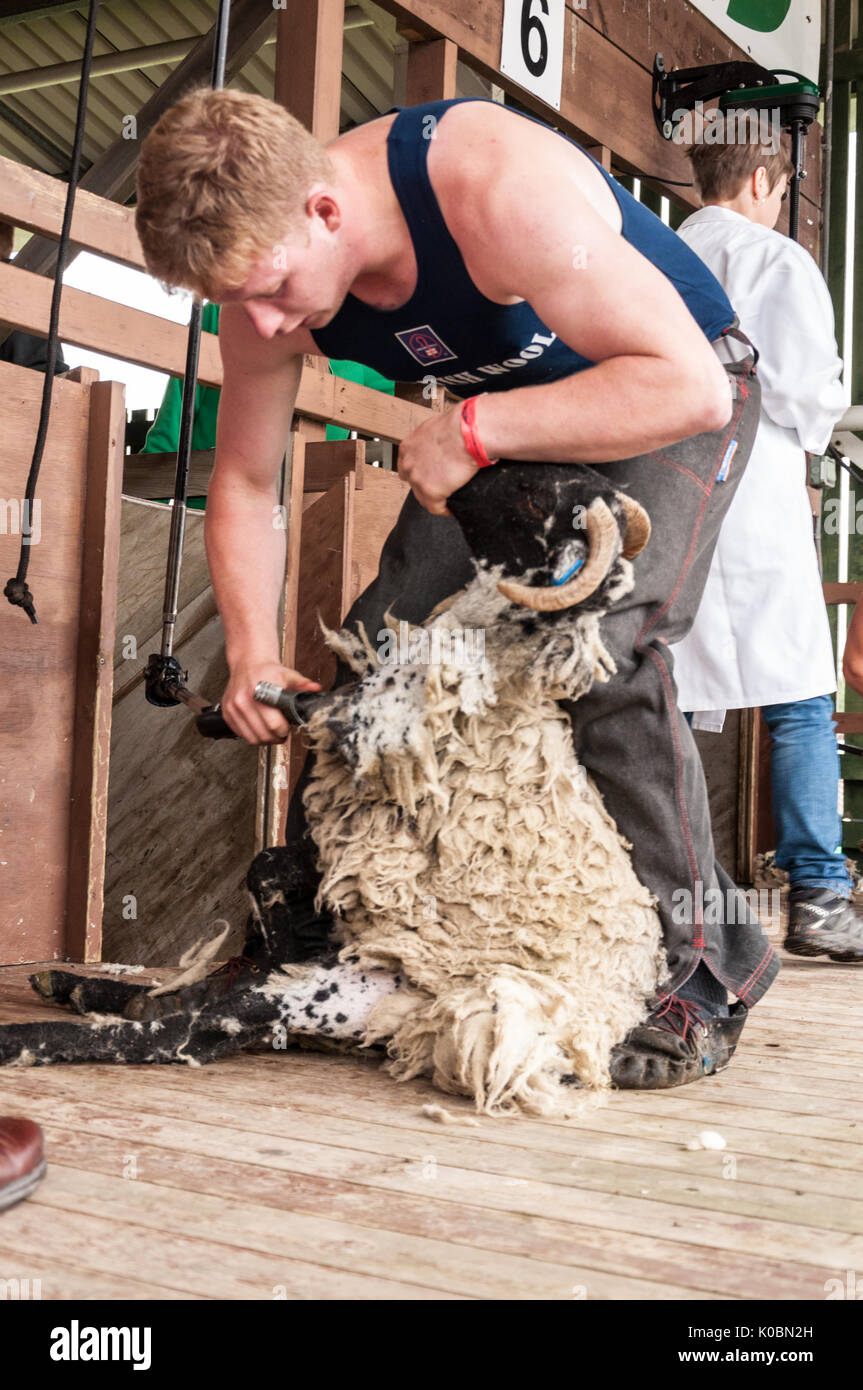 Junior Schafe Scherer bei der Great Yorkshire Show 2017 Stockfoto