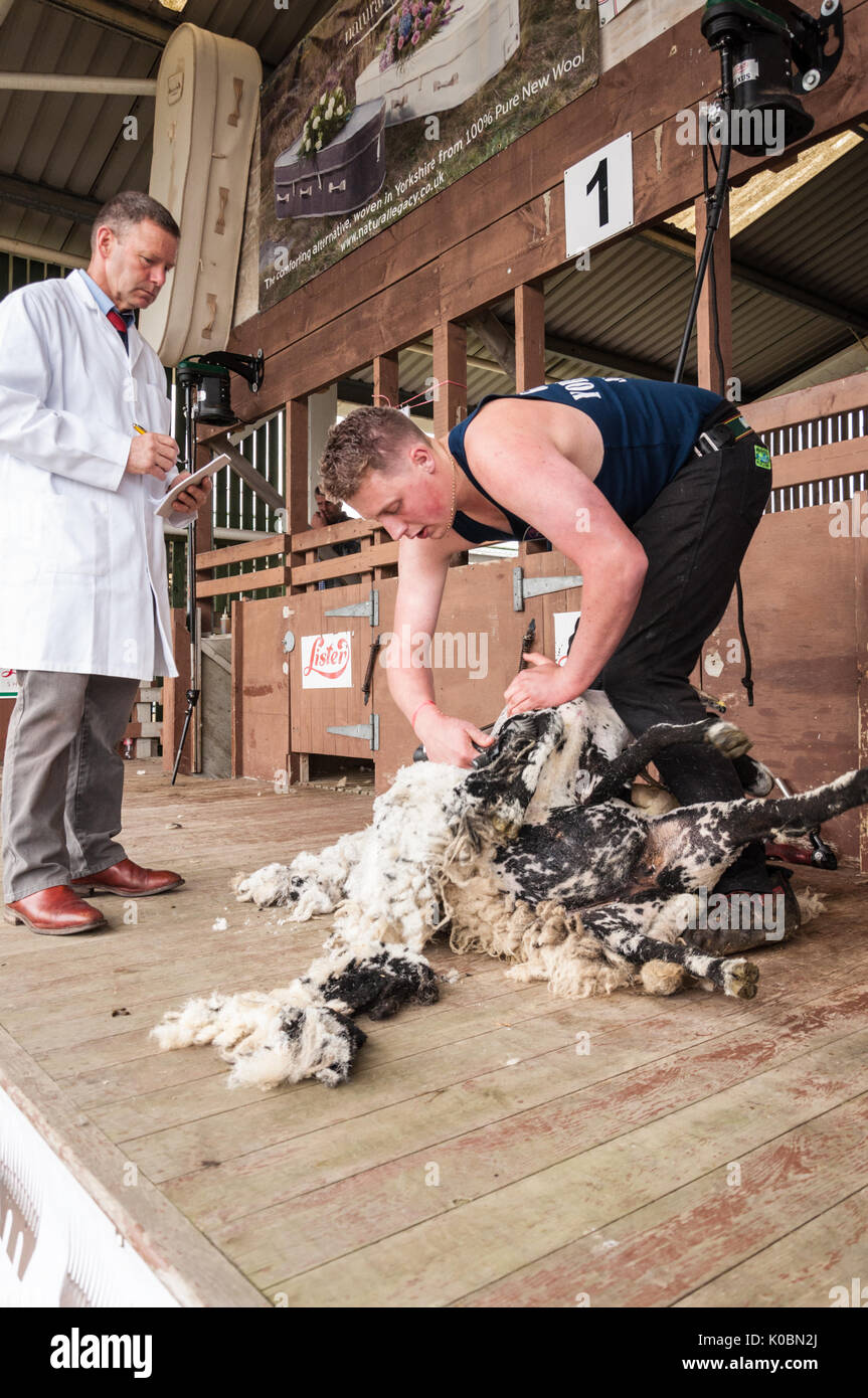 Junior Schafe Scherer bei der Great Yorkshire Show 2017 Stockfoto
