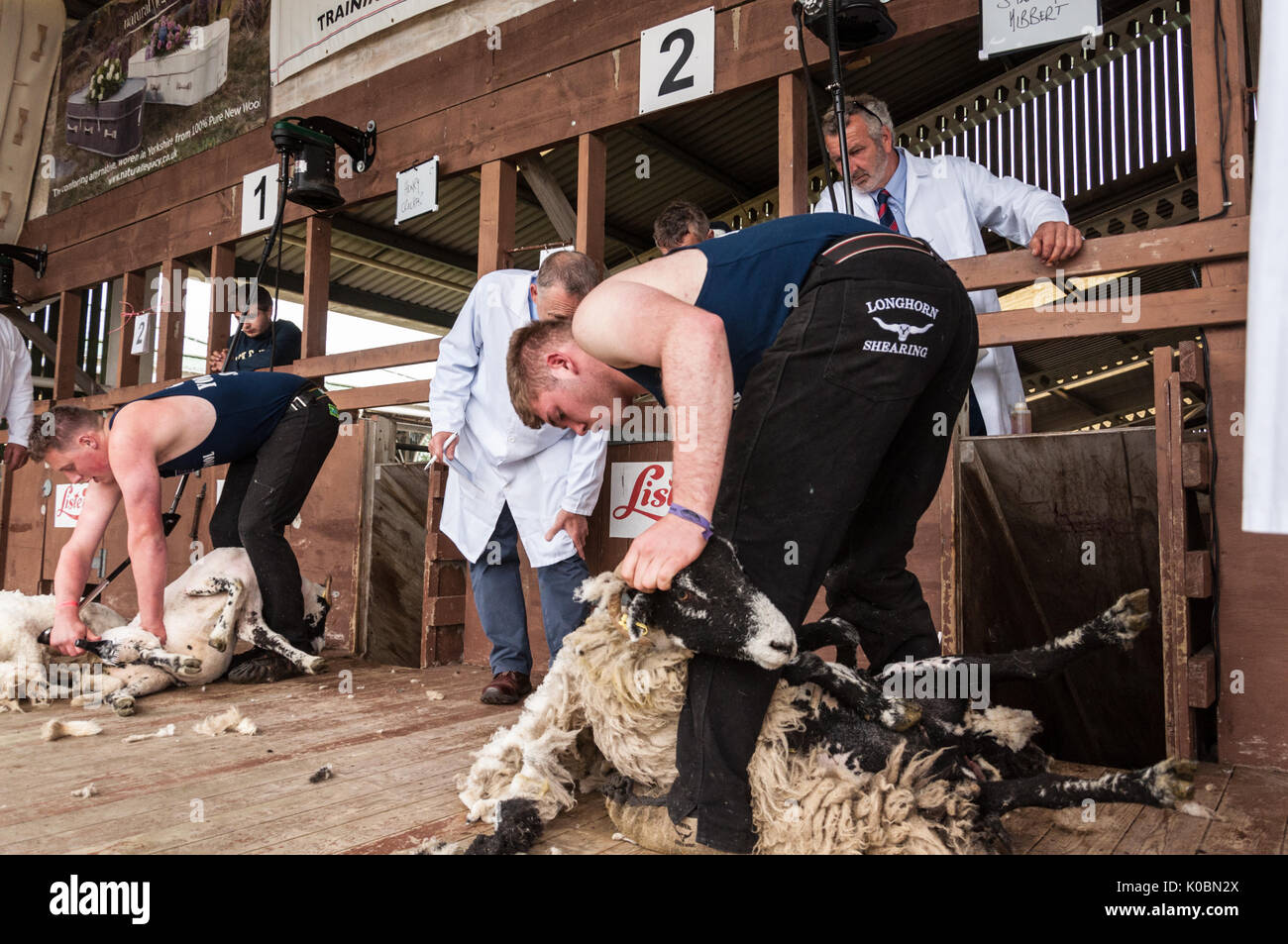 Junior Schafe Scherer bei der Great Yorkshire Show 2017 Stockfoto