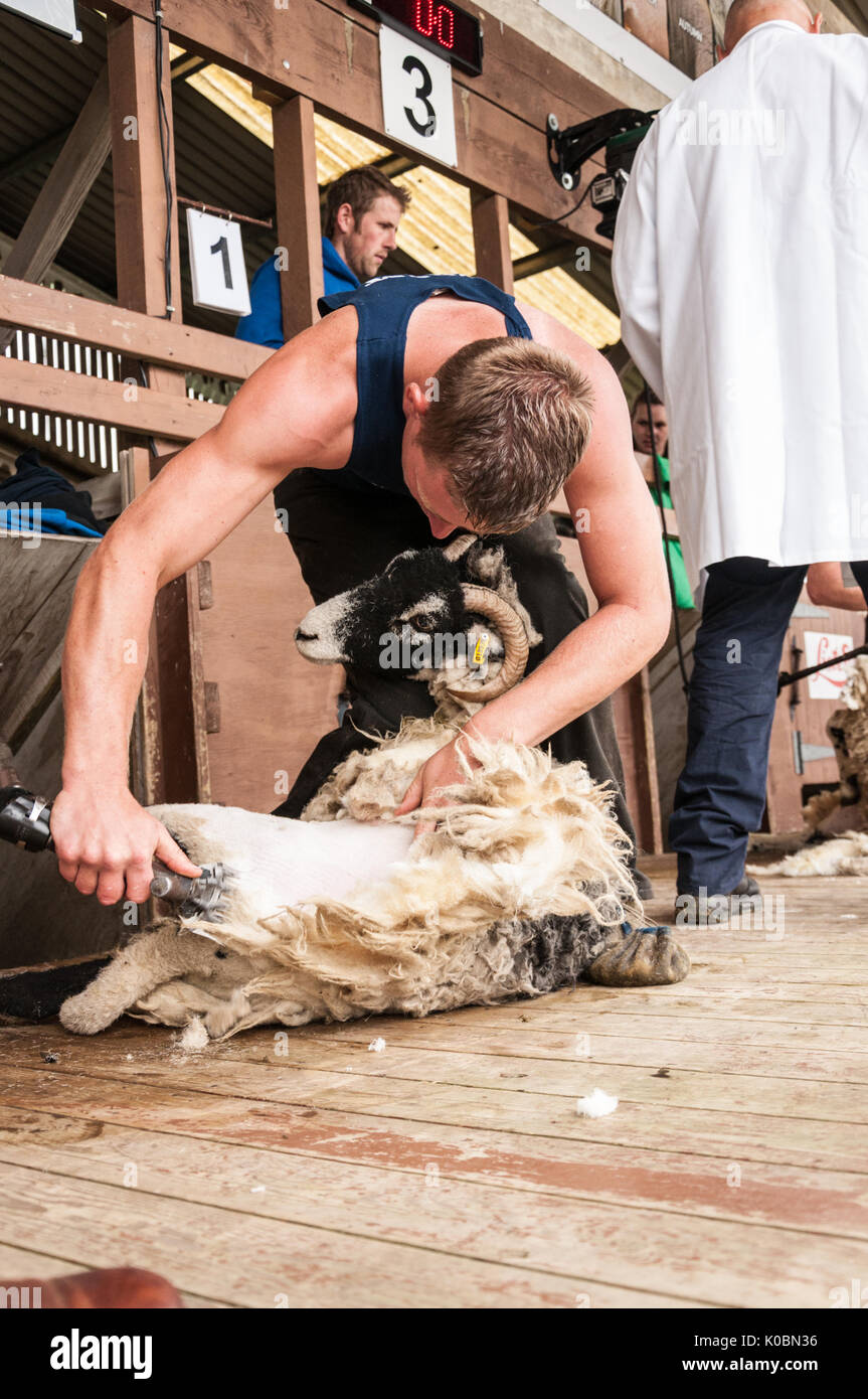 Junior Schafe Scherer bei der Great Yorkshire Show 2017 Stockfoto